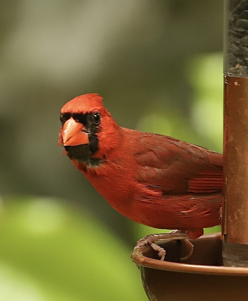 Cardinal rouge - ML618104805