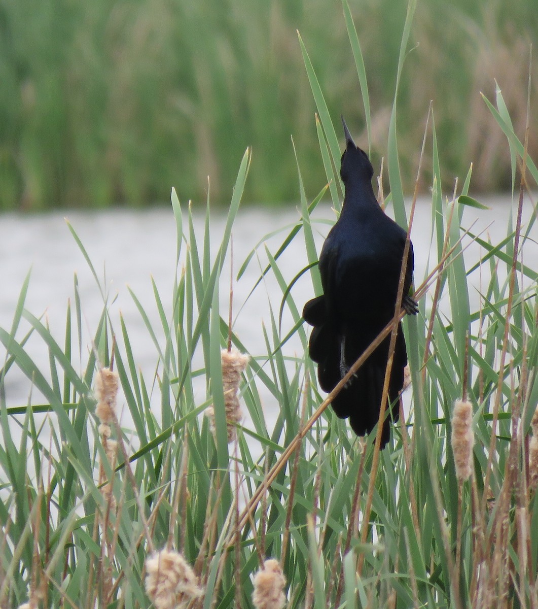 Great-tailed Grackle - ML618104814