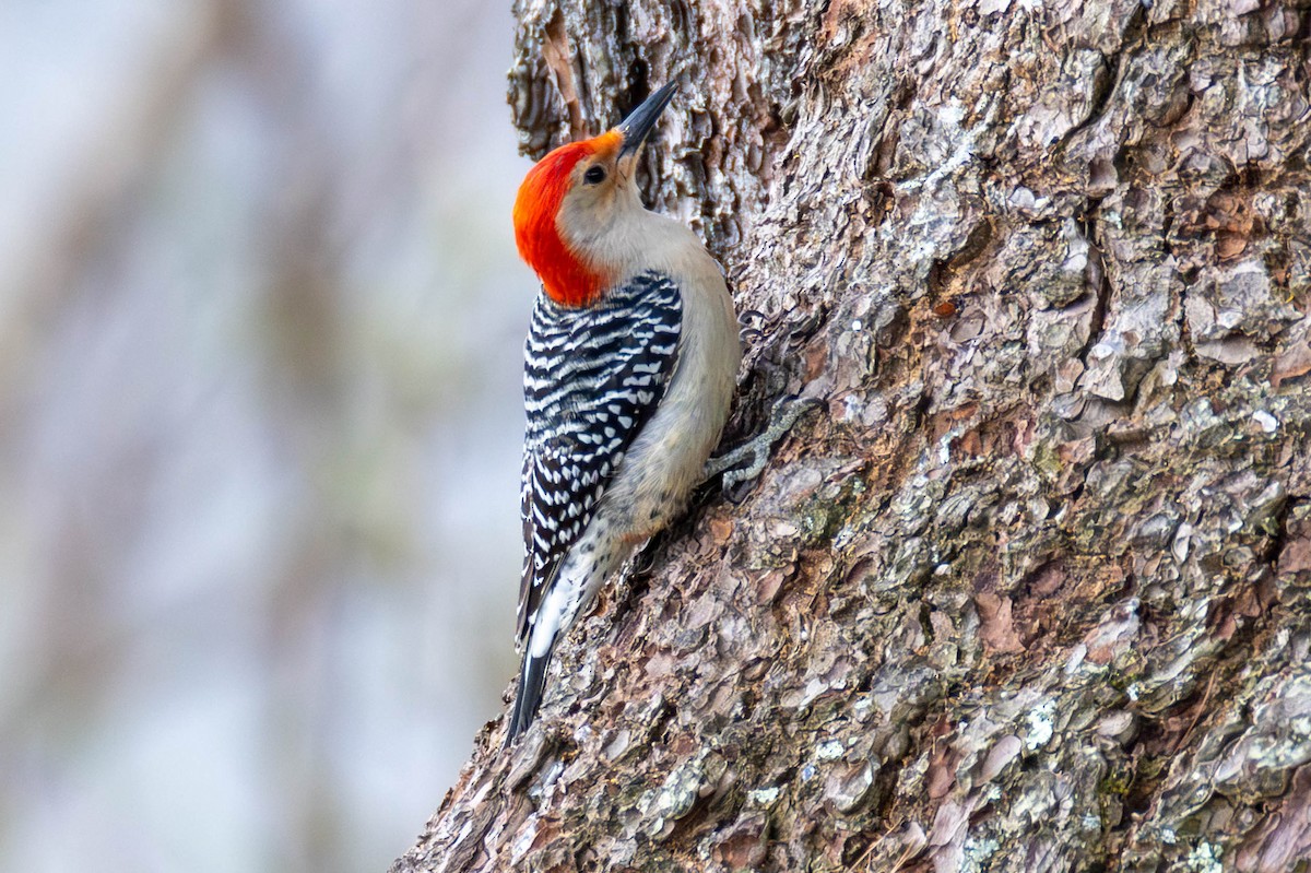 Red-bellied Woodpecker - James Davis