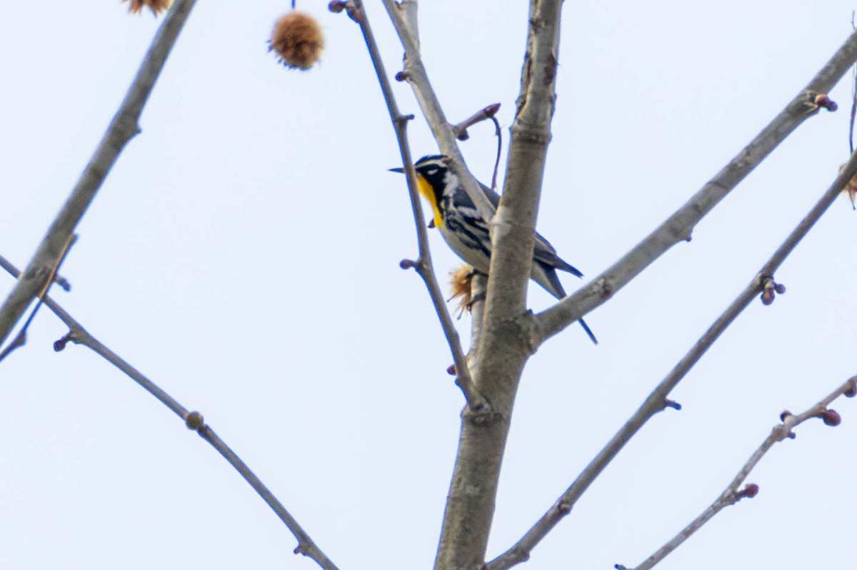 Yellow-throated Warbler - James Davis