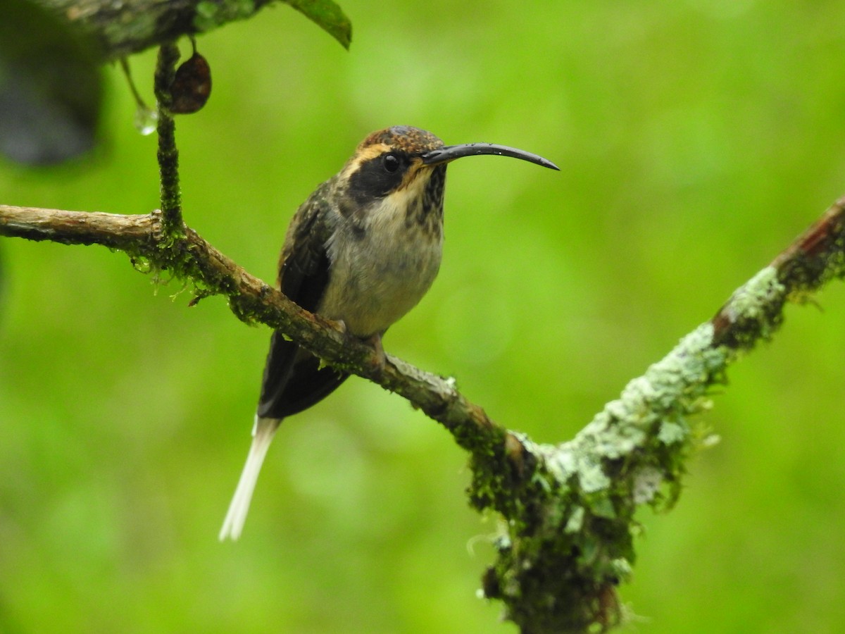 Scale-throated Hermit - ML618104860