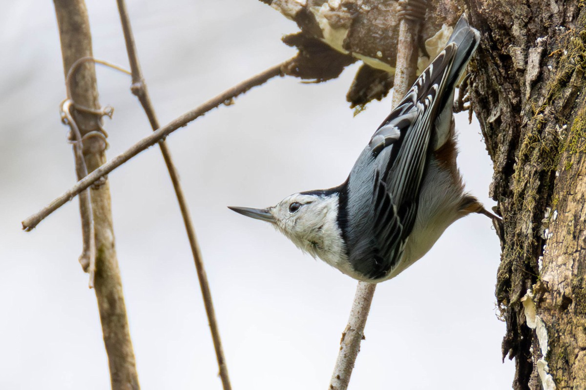 White-breasted Nuthatch - ML618104868