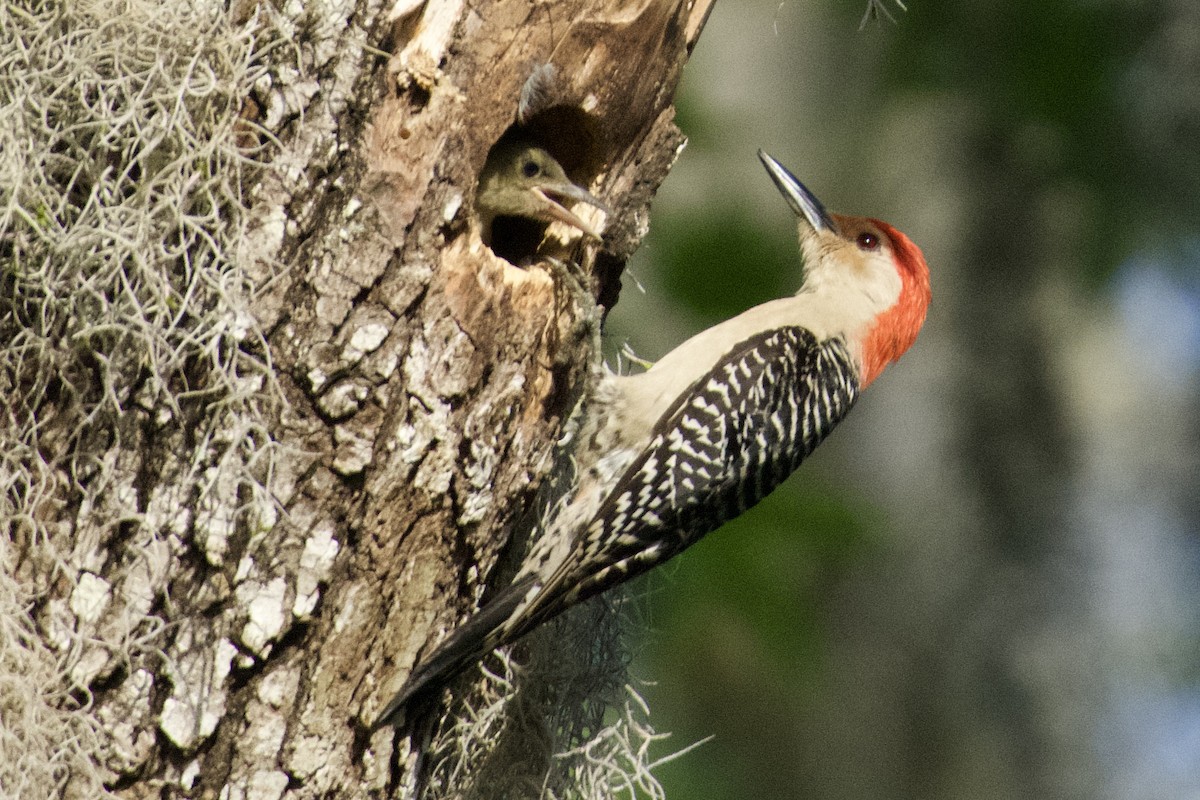 Red-bellied Woodpecker - ML618104894
