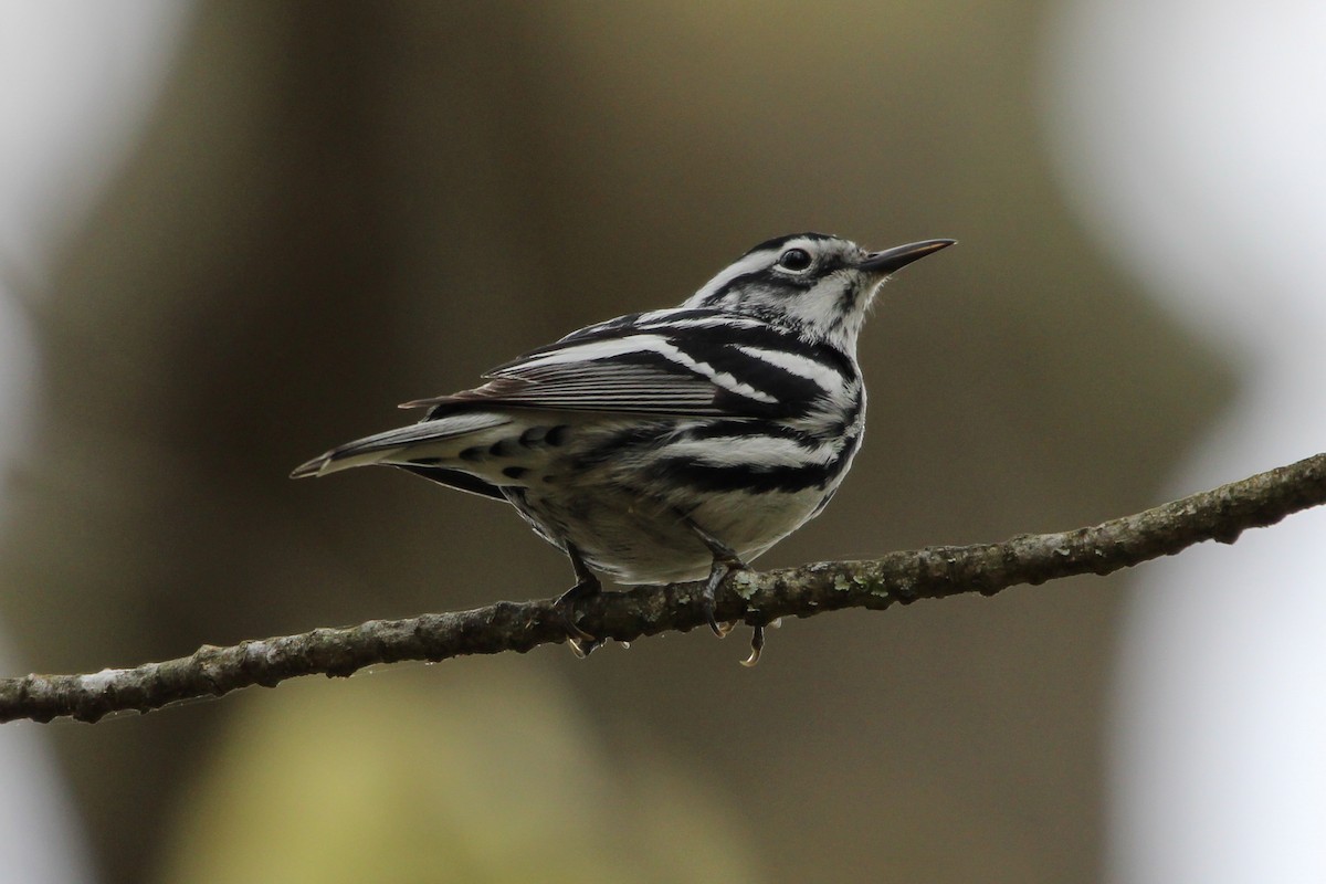 Black-and-white Warbler - ML618104912