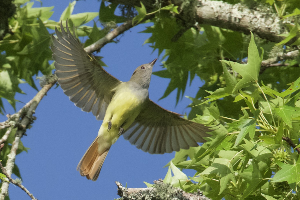 Great Crested Flycatcher - ML618104936