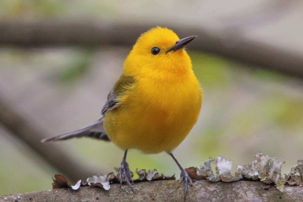 Prothonotary Warbler - ML618104945