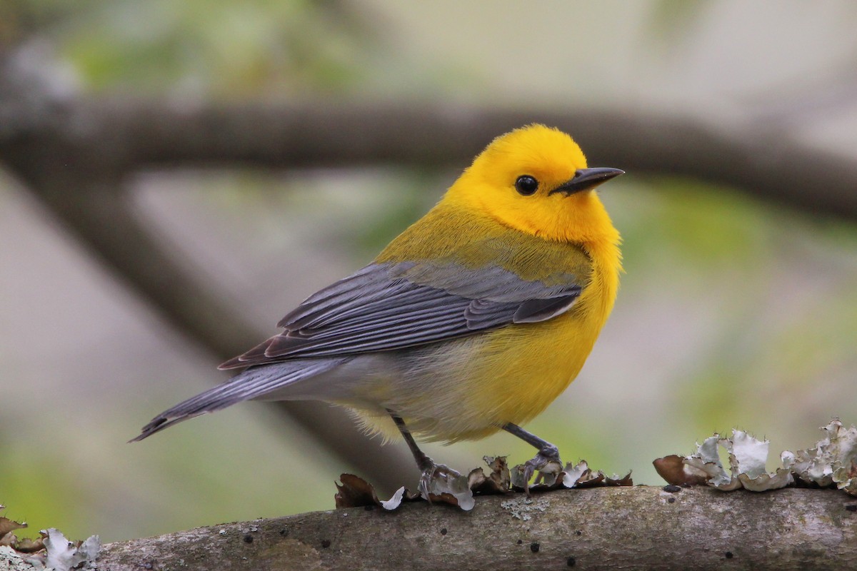 Prothonotary Warbler - ML618104946