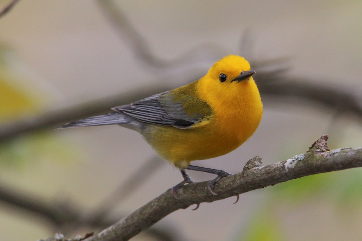 Prothonotary Warbler - ML618104947
