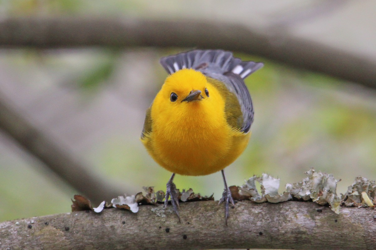 Prothonotary Warbler - ML618104948