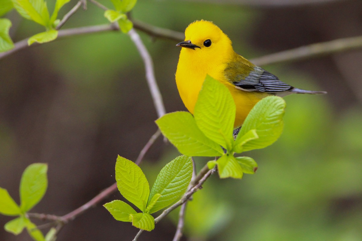 Prothonotary Warbler - ML618104949