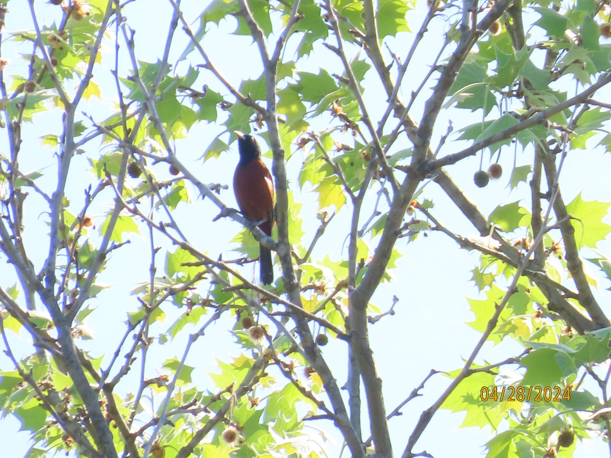 Orchard Oriole - ML618104957
