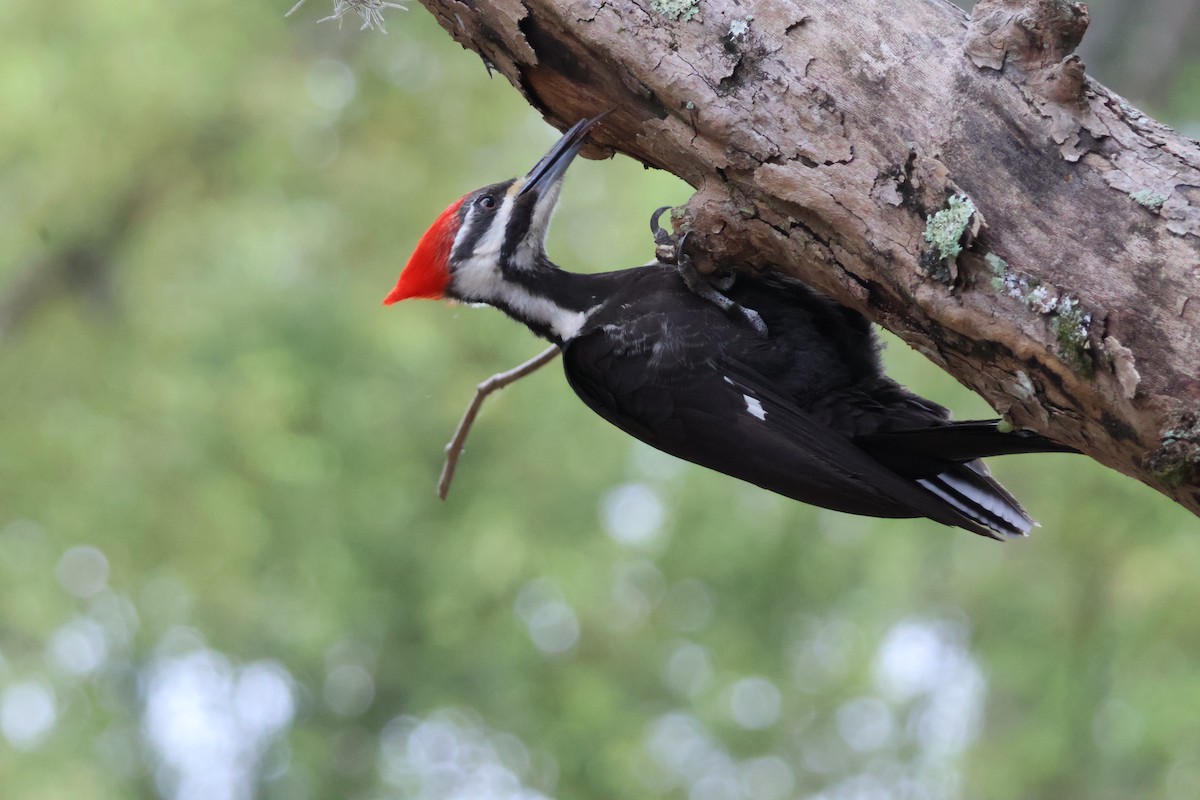 Pileated Woodpecker - Julia Nadeau Gneckow