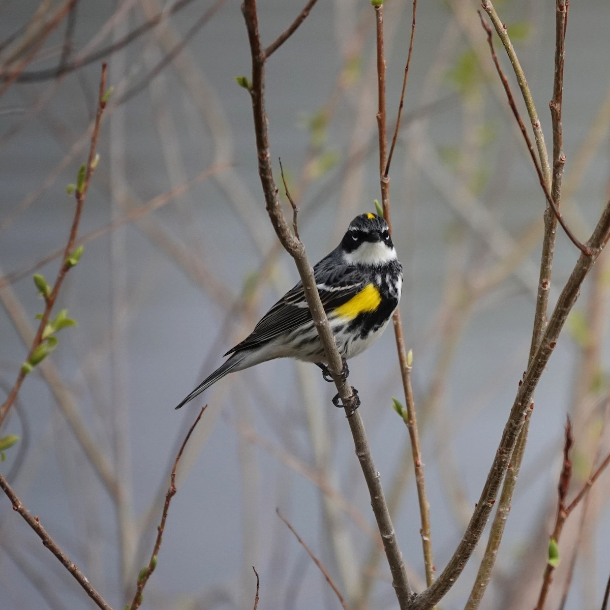 Yellow-rumped Warbler (Myrtle) - George Ho
