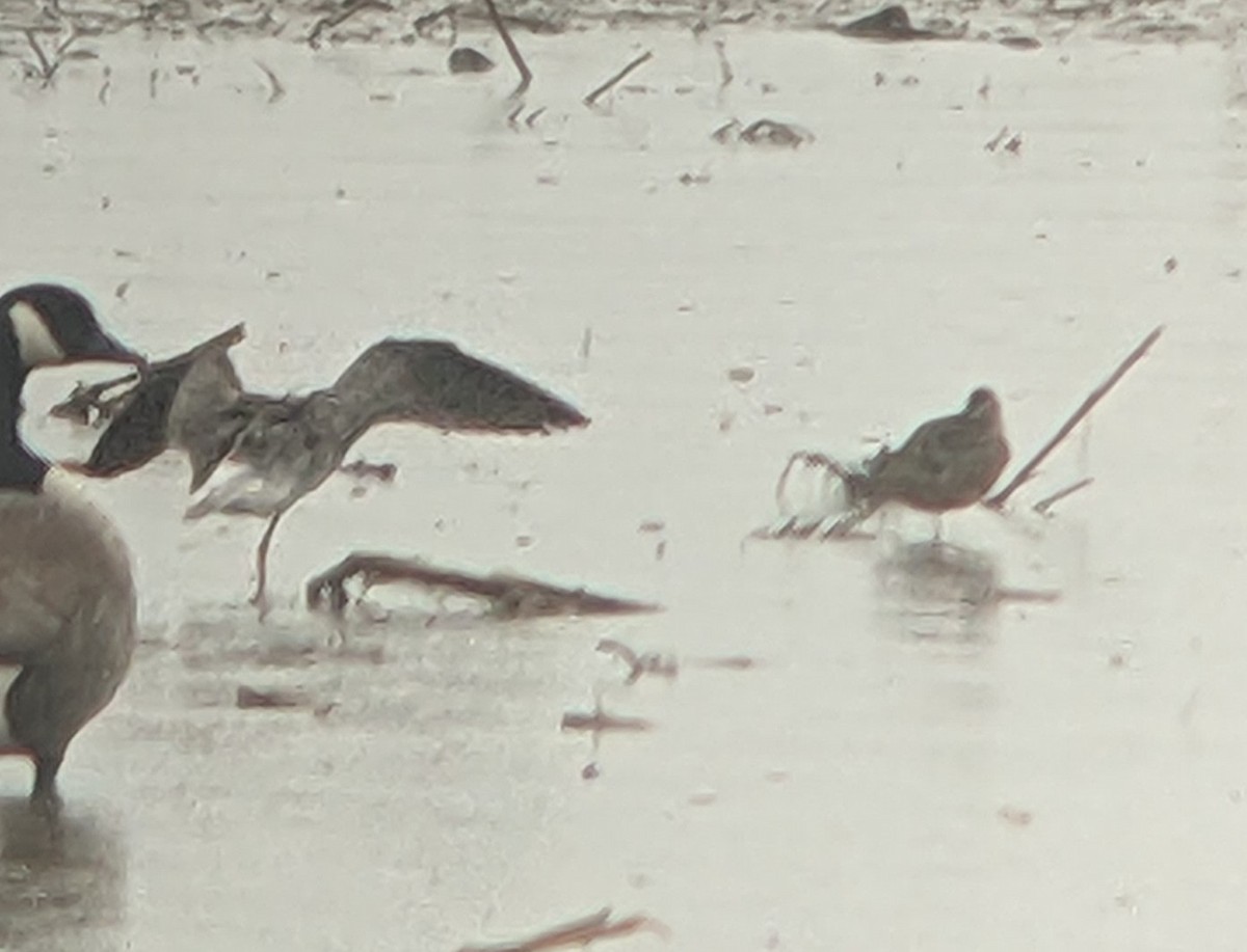 Long-billed Dowitcher - ML618105034