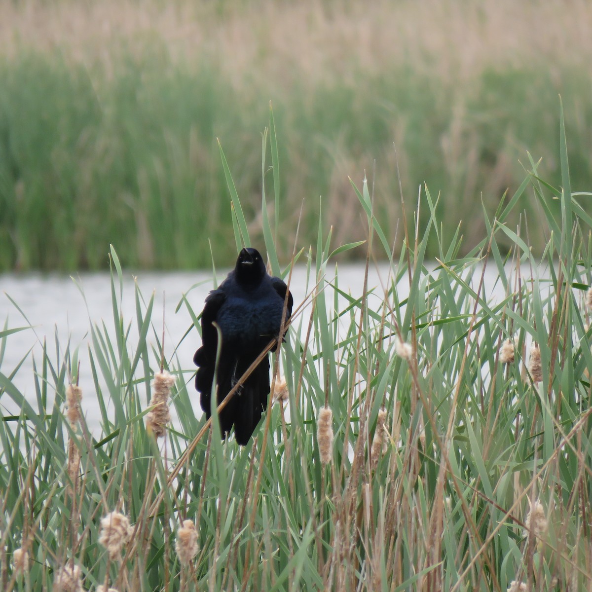 Great-tailed Grackle - ML618105035