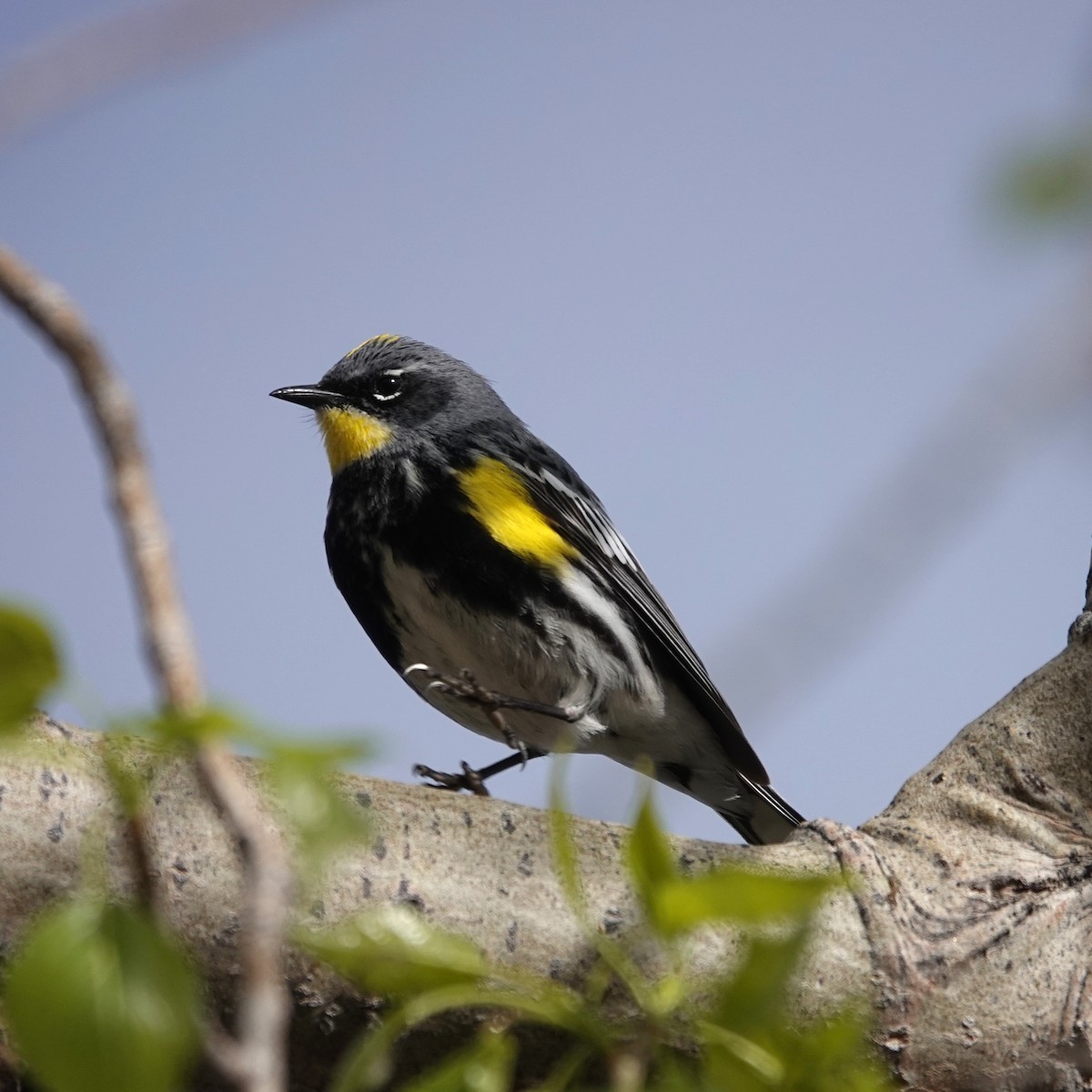Yellow-rumped Warbler (Audubon's) - George Ho
