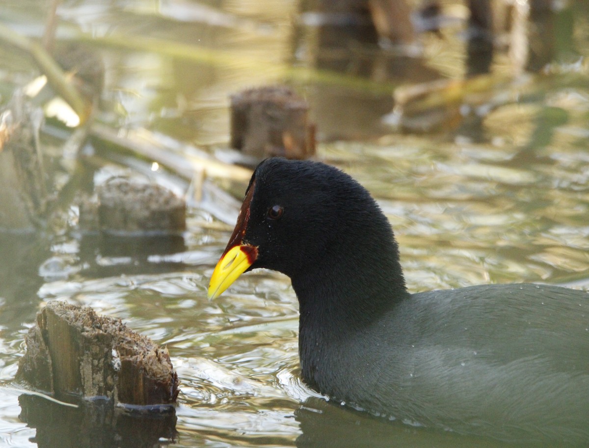 Red-fronted Coot - ML618105087