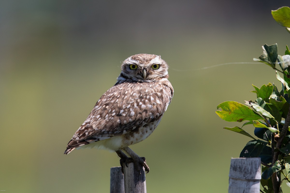 Burrowing Owl - Miranda Collett