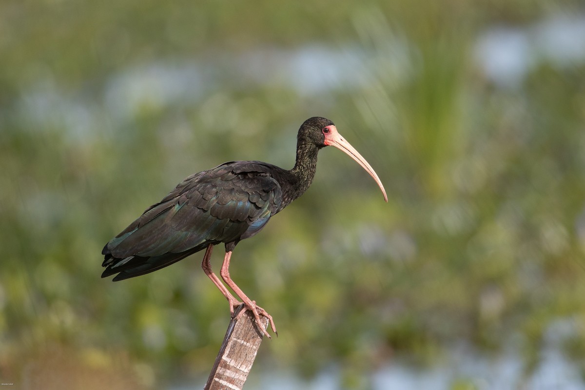 ibis tmavý - ML618105184