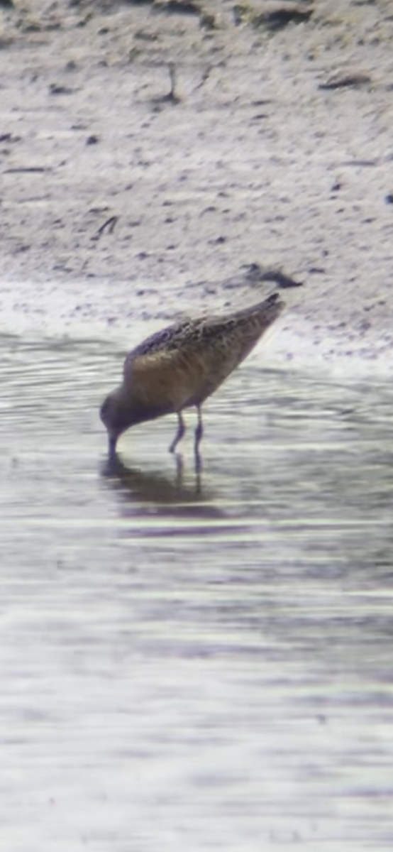 Long-billed Dowitcher - ML618105217