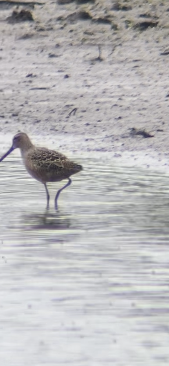 Long-billed Dowitcher - ML618105218