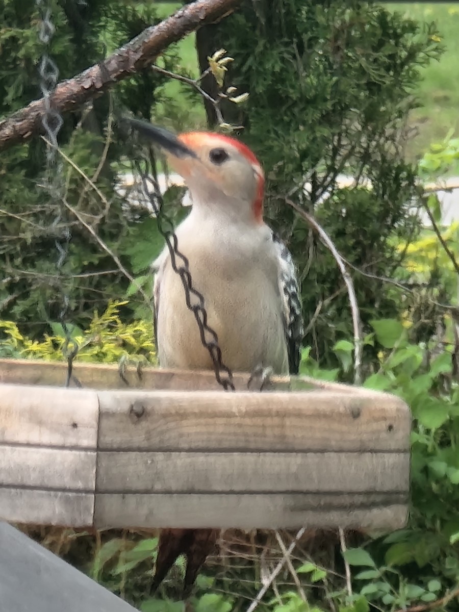 Red-bellied Woodpecker - ML618105255