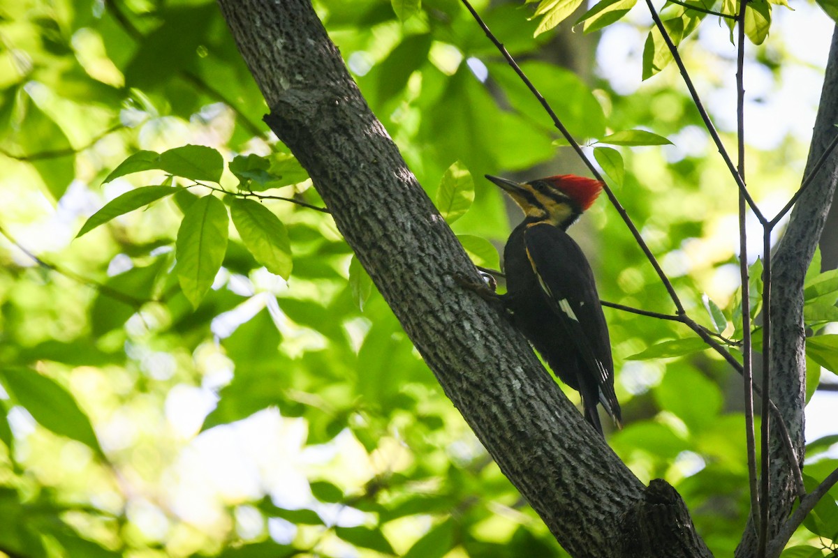 Pileated Woodpecker - Austin Bell