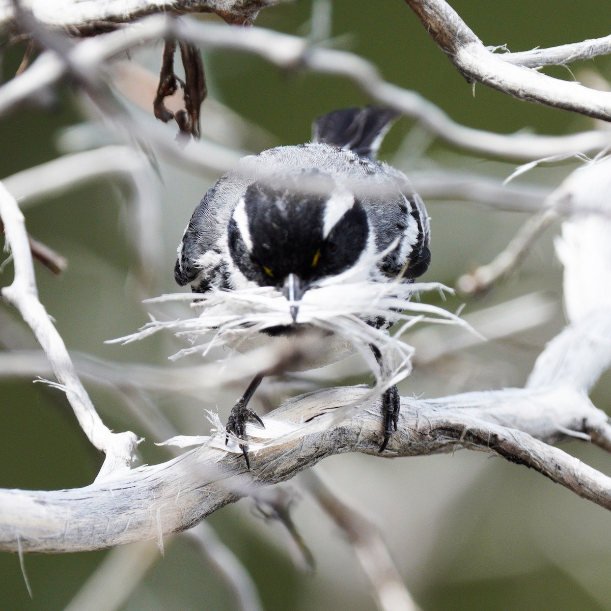 Black-throated Gray Warbler - Gaurav Parekh
