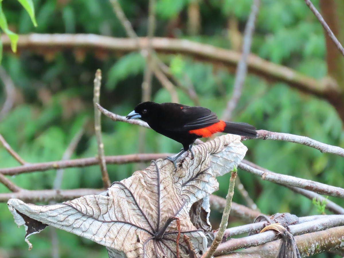 Scarlet-rumped Tanager - ML618105289