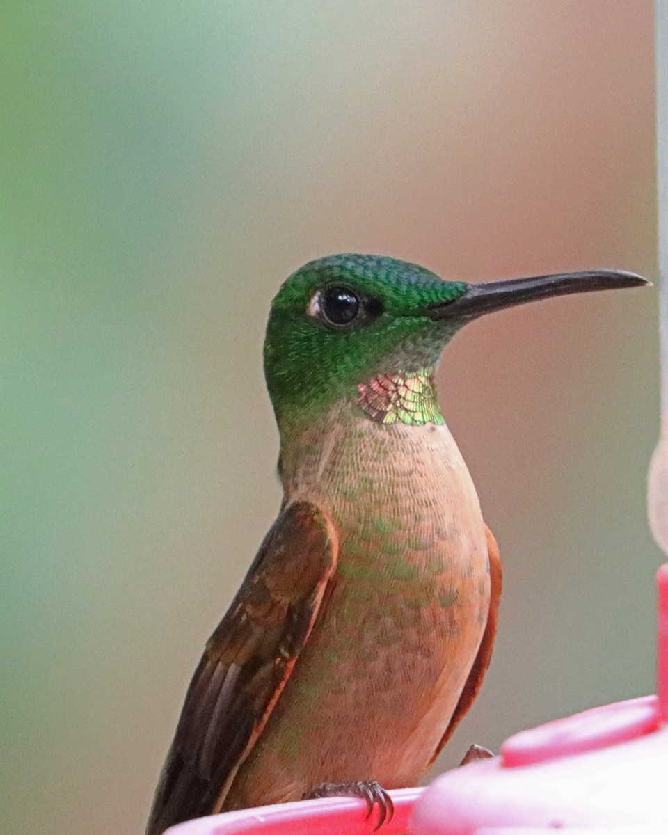 kolibřík hnědobřichý - ML618105333