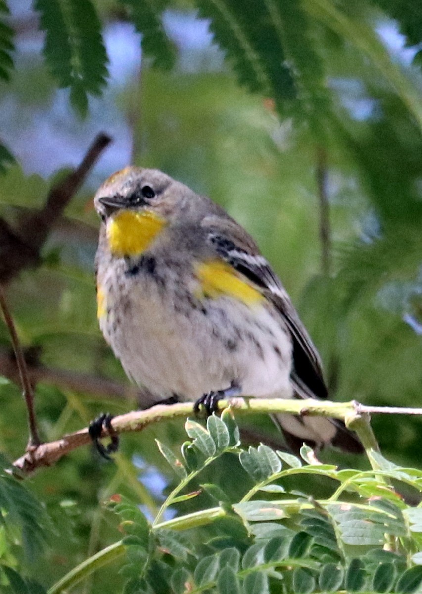 Yellow-rumped Warbler - ML618105344