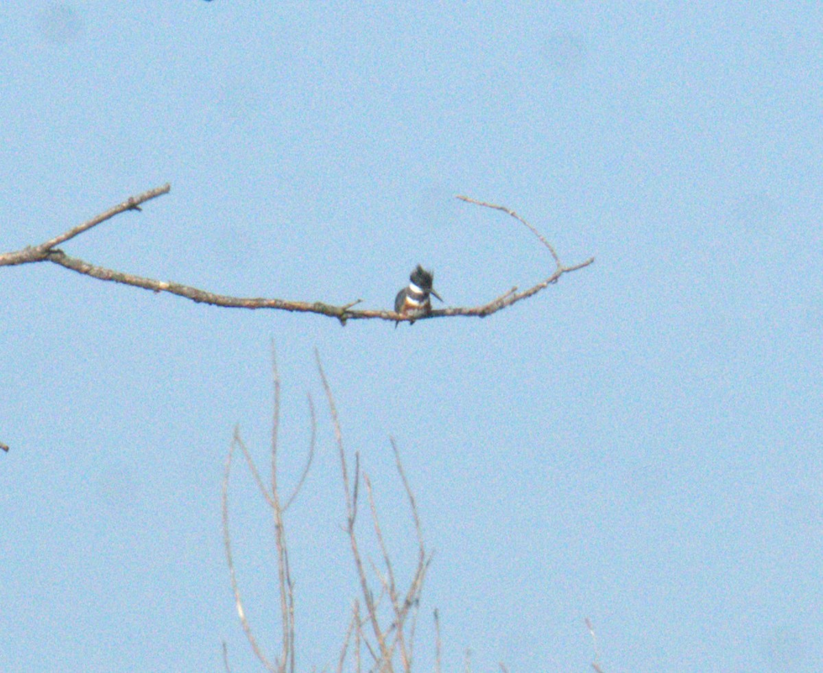 Belted Kingfisher - ML618105388