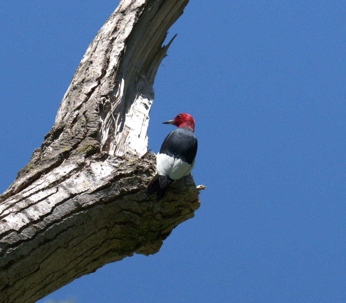 Red-headed Woodpecker - Cindy & Gene Cunningham