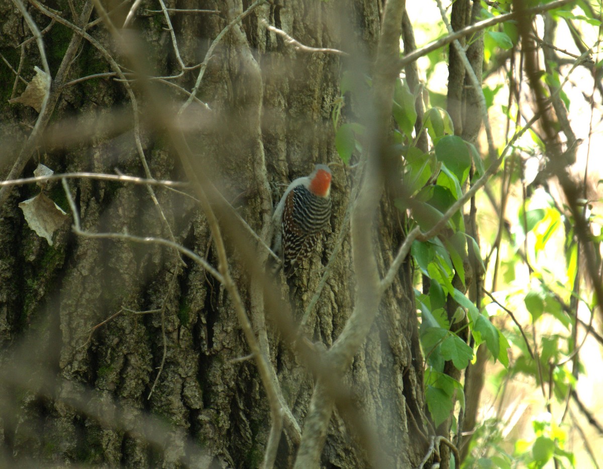 Red-bellied Woodpecker - Cindy & Gene Cunningham