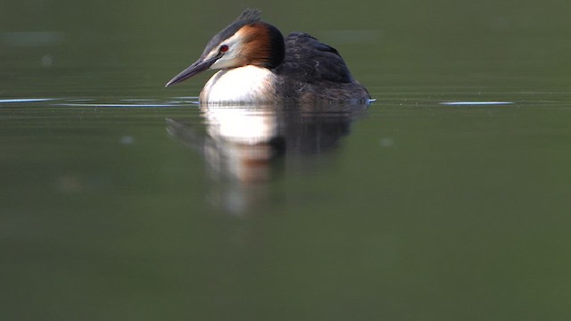 Great Crested Grebe - ML618105440