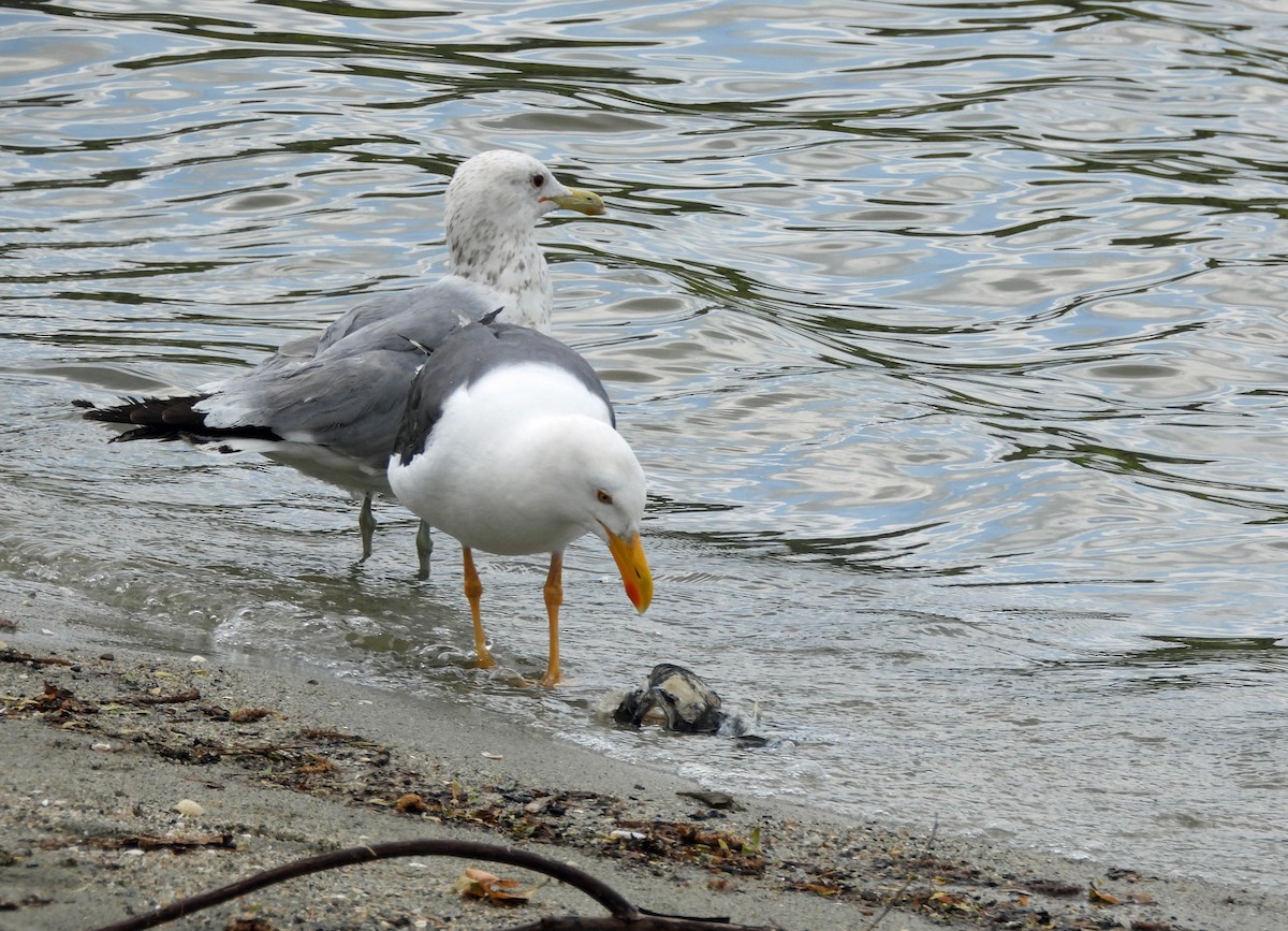 Yellow-footed Gull - ML618105468
