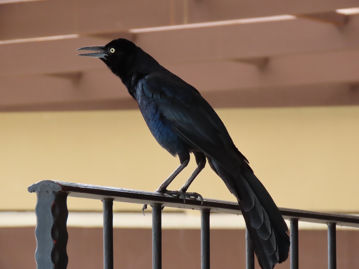 Great-tailed Grackle - ML618105469
