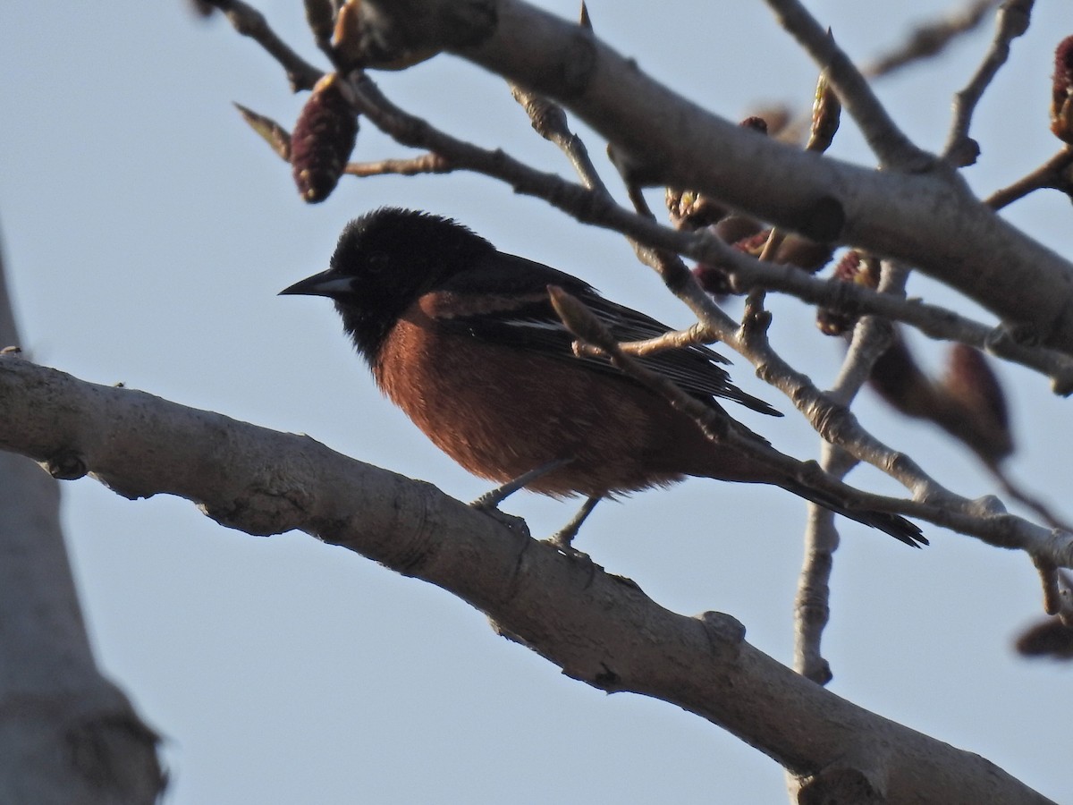 Orchard Oriole - ML618105500