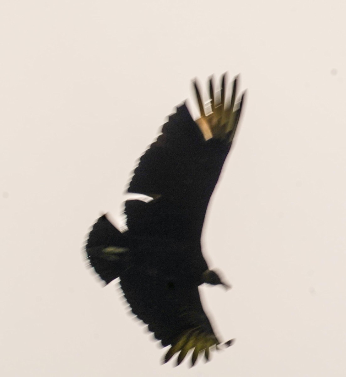 Black Vulture - Calvin Rees