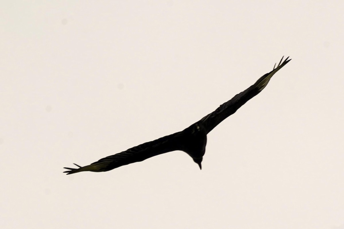 Black Vulture - Calvin Rees