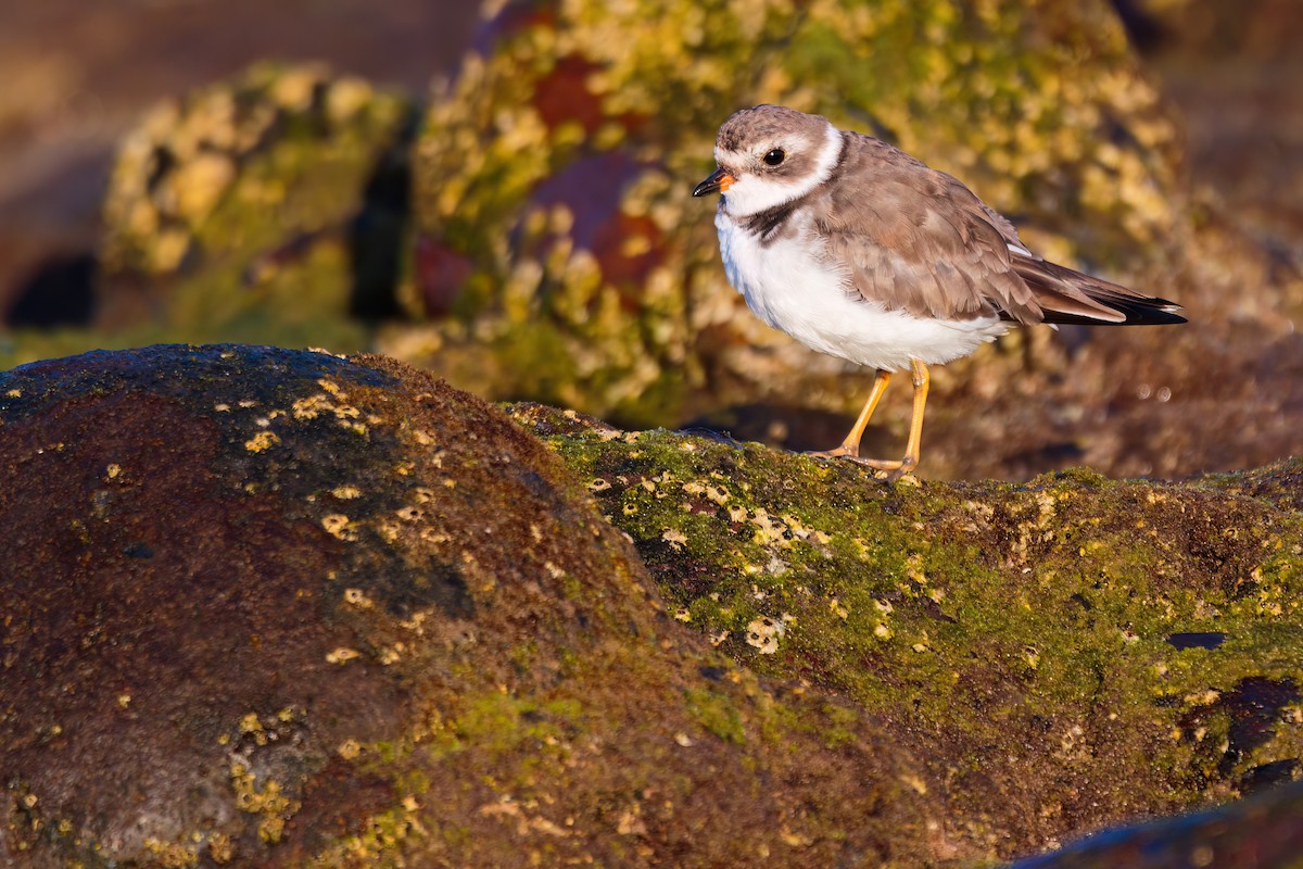 Semipalmated Plover - ML618105555