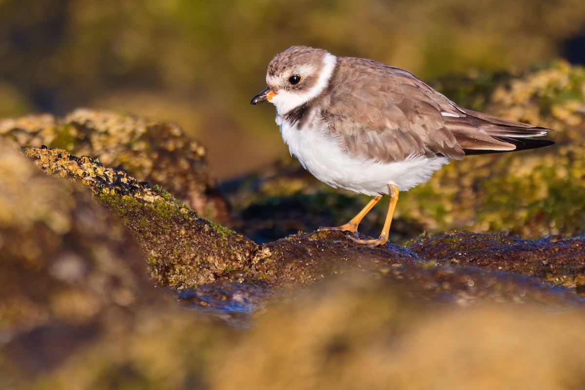 Semipalmated Plover - ML618105556