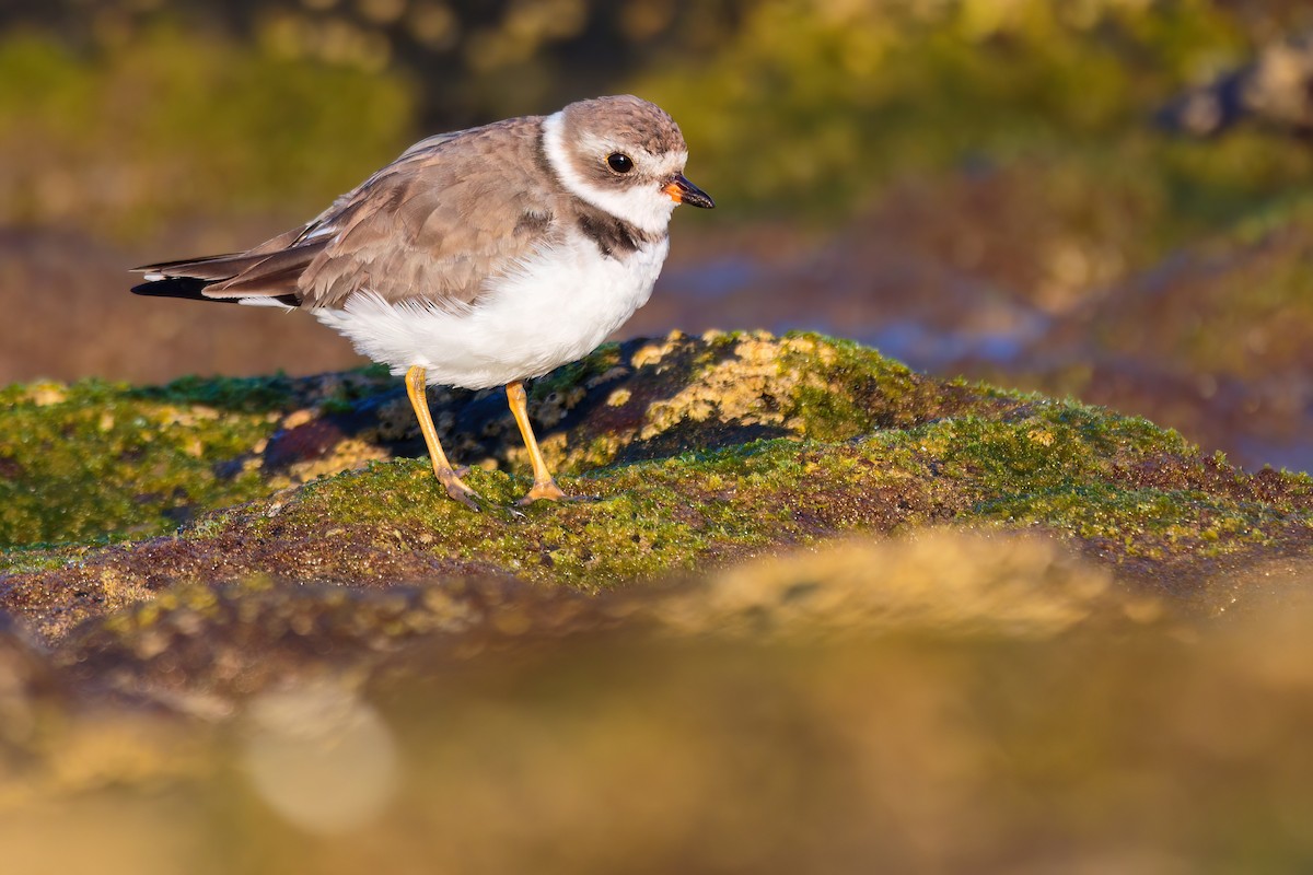 Semipalmated Plover - ML618105558