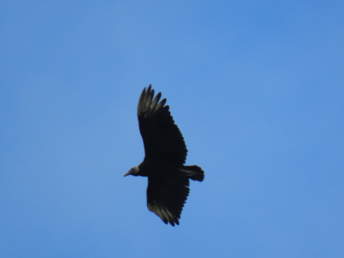 Black Vulture - Stephen Younger