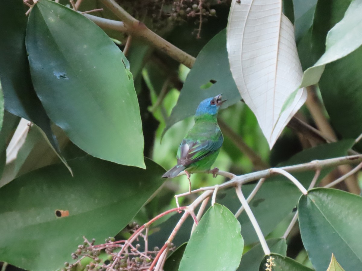 Blue Dacnis - Stephen Younger
