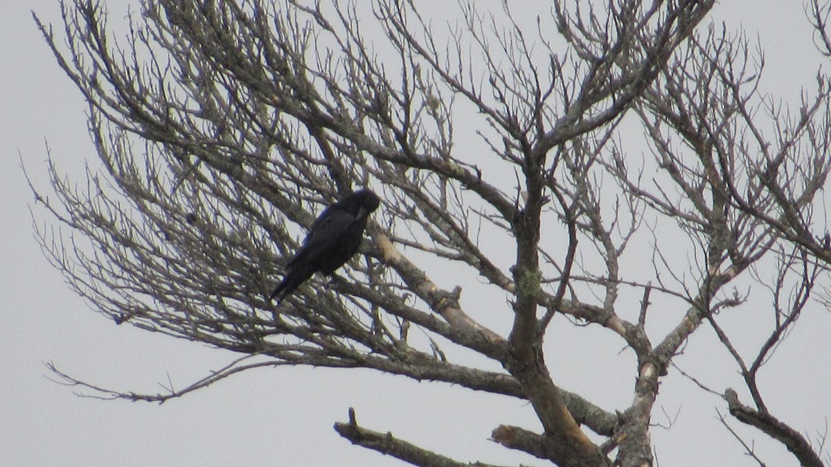 Common Raven - Rena Sherring