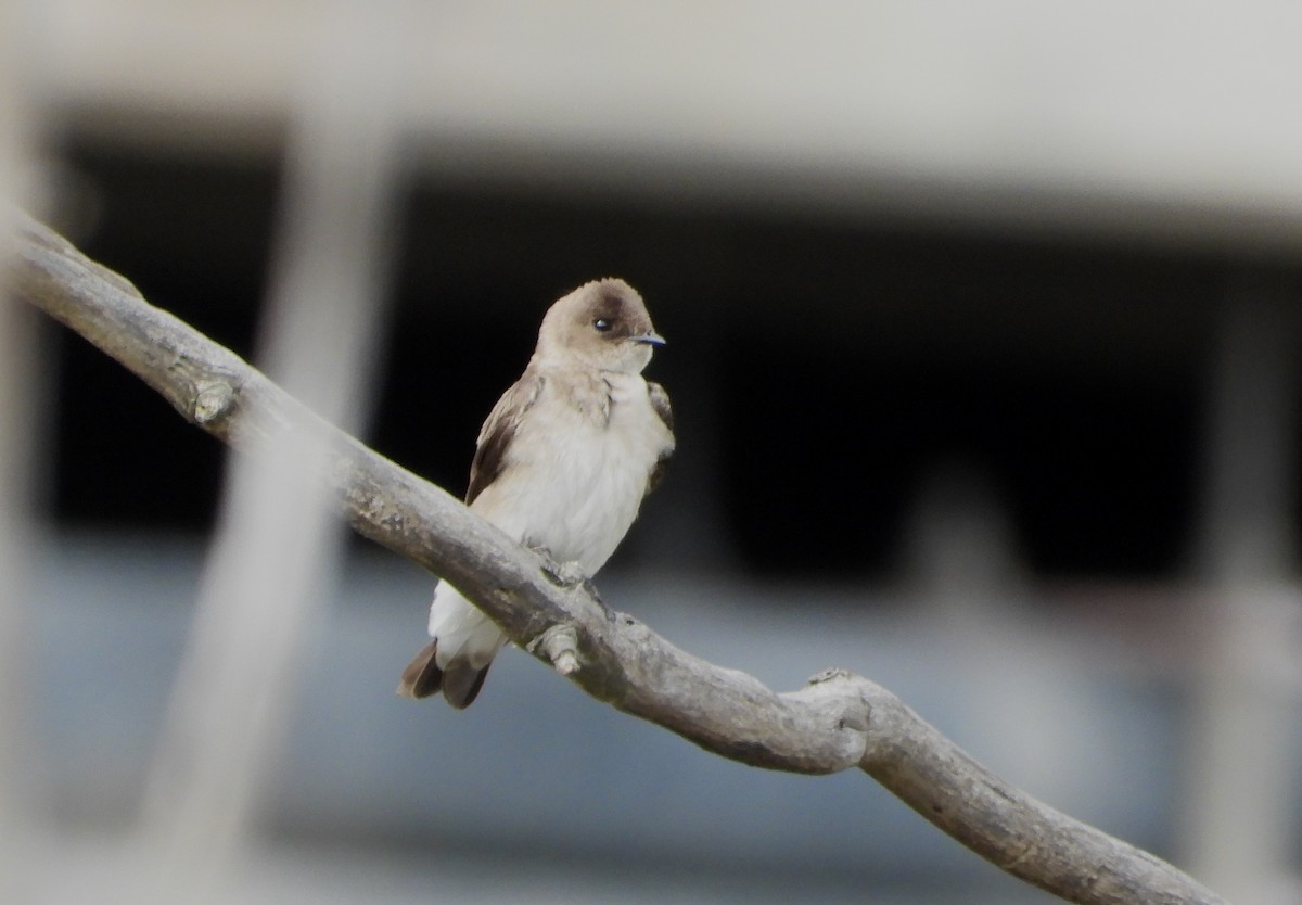 Northern Rough-winged Swallow - ML618105734