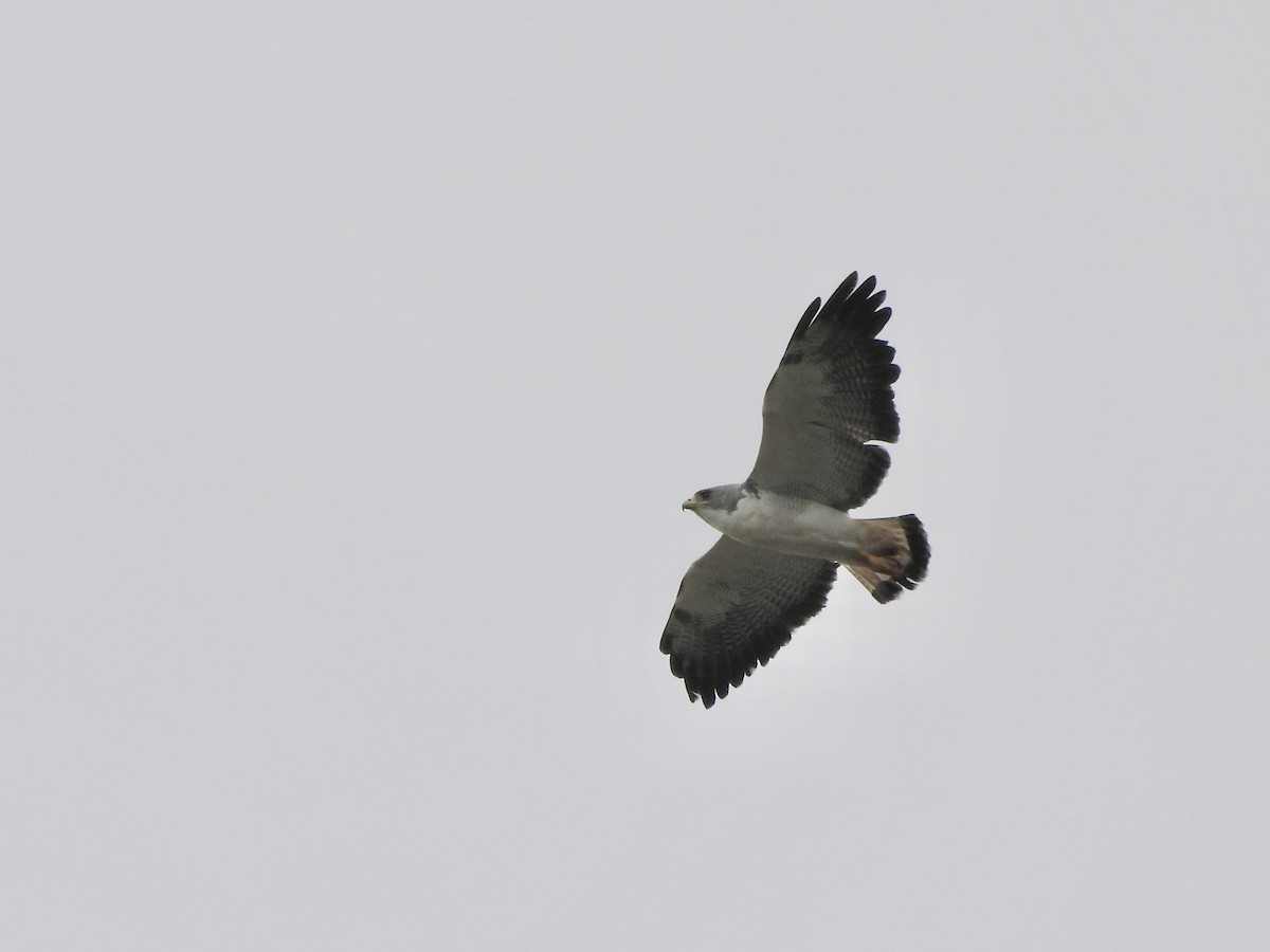 White-tailed Hawk - ML618105793