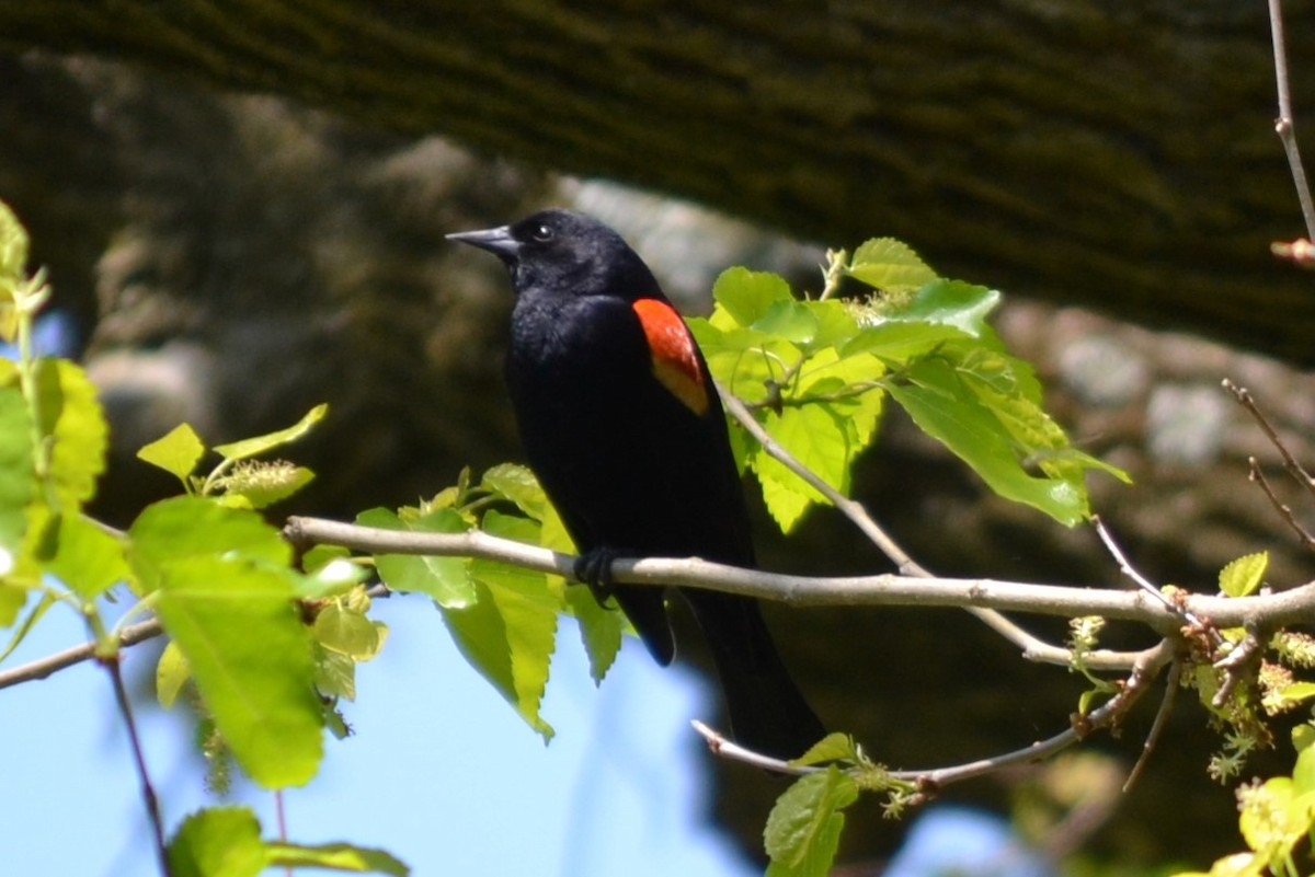 Red-winged Blackbird - ML618105850