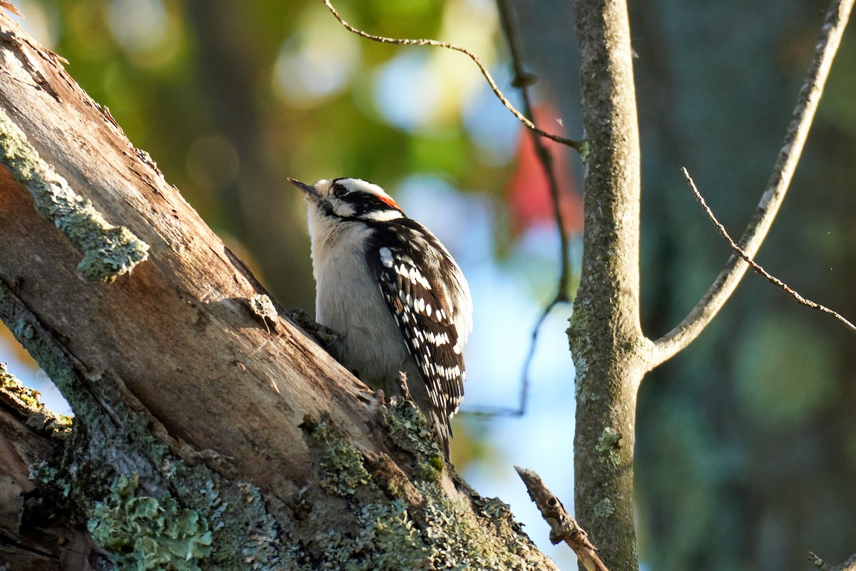 Downy Woodpecker (Eastern) - Jay Dia